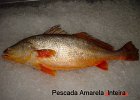 pescada amarella